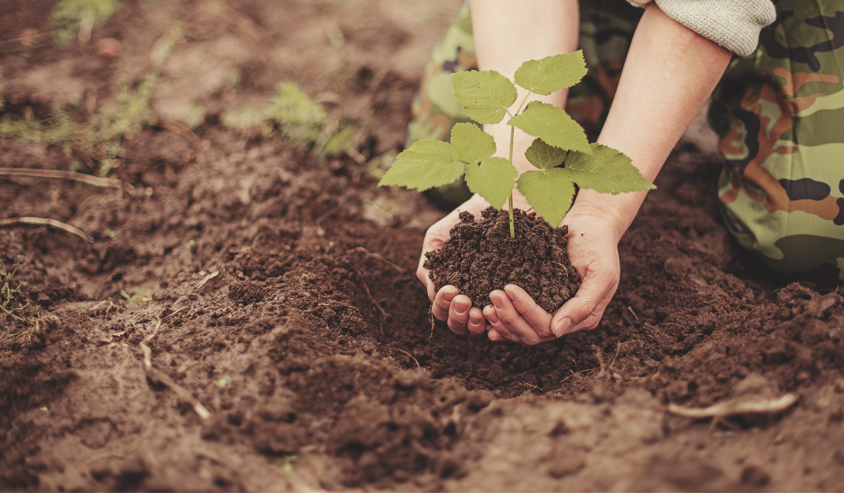 Curso de Agronomia