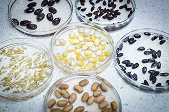 Laboratório de Sementes: realiza análises para a determinação da qualidade física, fisiológica, genética e sanitária de sementes de diferentes culturas