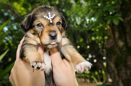 Veterinária promove Feira de Adoção de Pequenos Animais