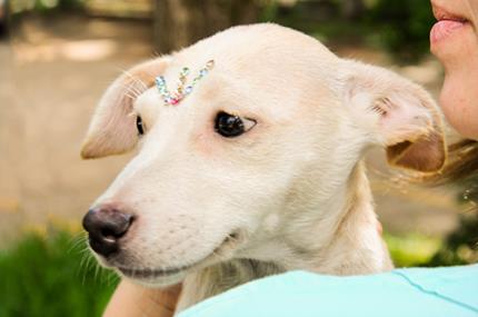 Veterinária promove Feira de Adoção de Pequenos Animais