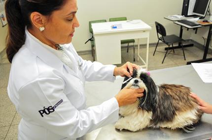 Experimento com célula tronco busca cura de olho seco em cão