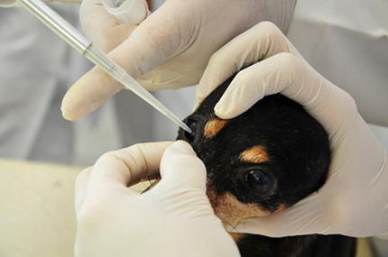 Experimento com célula tronco busca cura de olho seco em cão