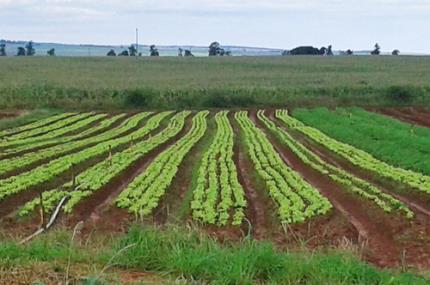 Agronomia contribui em evento no PR sobre legumes e verduras