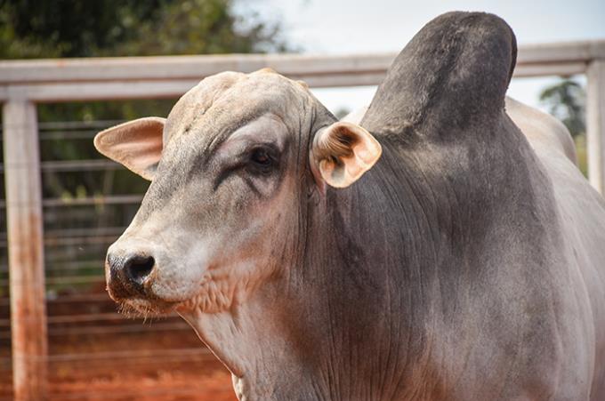 Fazenda Experimental possui gado registrado pela ABCZ