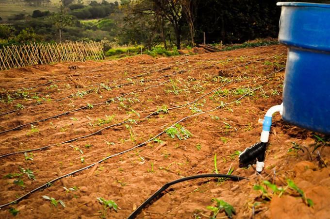 Irrigação por gotejamento é viável para agricultor familiar