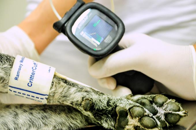 Veterinária promove check-up gratuito em cães e gatos