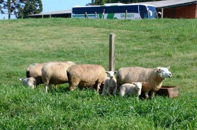 Alunos de Zootecnia visitam 1ª fazenda robotizada da América