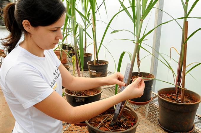 Agronomia abre inscrições nos cursos de mestrado e doutorado