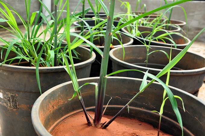 Muda de cana pré-brotada tem restrição a alguns herbicidas