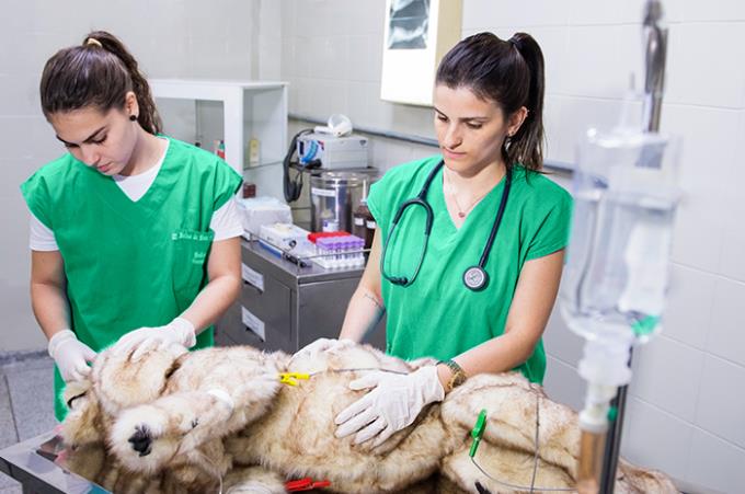 Manequim de cachorro possibilita ações da profissão em Simulação e Treinamento de Habilidades