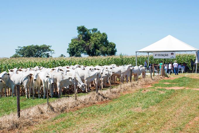 Experiências de produtores se entrelaçam em eventos de ILPF