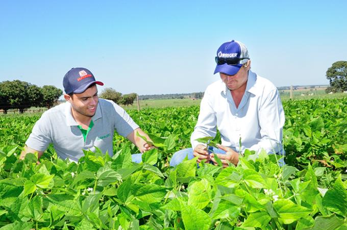 Produtividade em solos arenosos é uma realidade