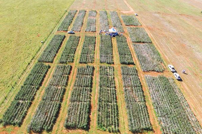 Vista aérea de experimentos com algodão que, dentre os objetivos, buscar identificar variedades que se adaptem ao Oeste Paulista