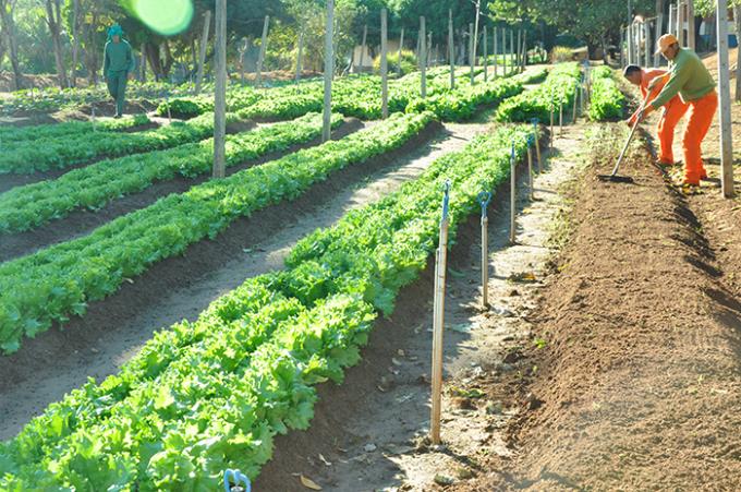 Curso de Agronomia contribui para reativar horta municipal