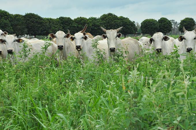 Pesquisas sinalizam redução de custo no setor agropecuário