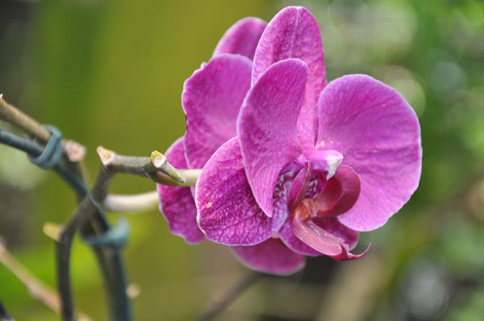 Cultivo de orquídeas mobiliza estudantes em dia de campo