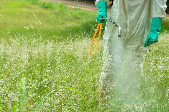 Herbicida usado em canaviais provoca lesões nos pulmões