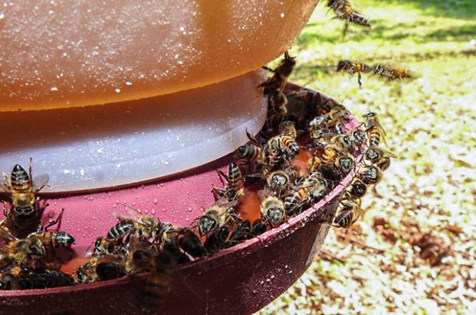 Ação ajuda a preservar abelhas em campus da Unoeste