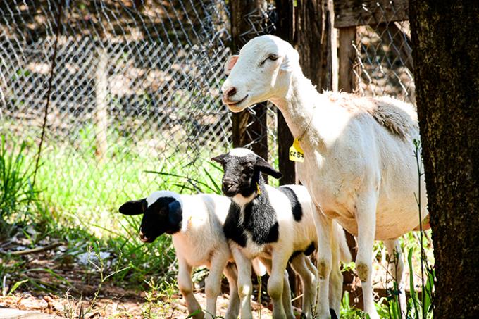 Manejo de ovinos aumenta o número de partos duplos em 70%