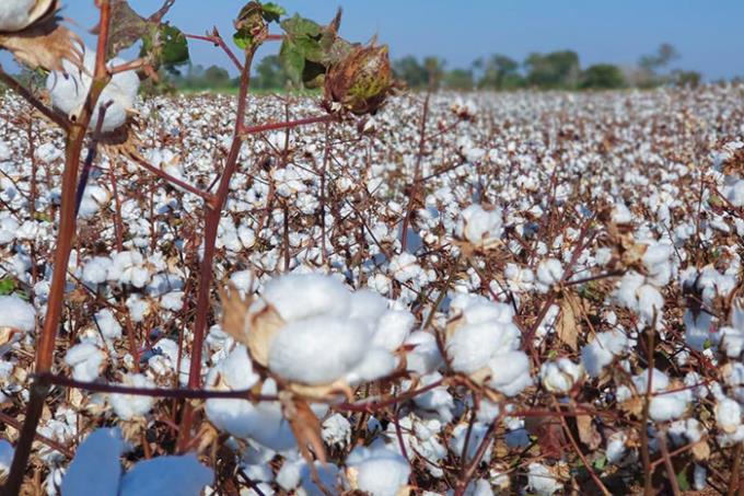 Algodão tem aumento de área e de produção no oeste paulista