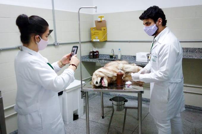 Simulações em Veterinária se transformam em videoaulas