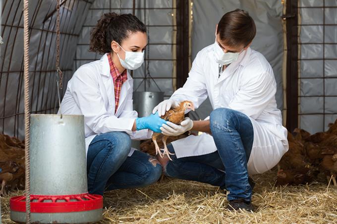 Mestrado em Ciência Animal está com inscrições abertas