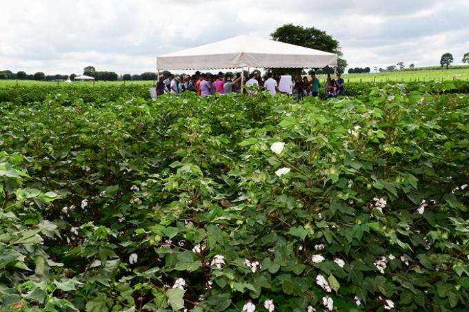 Fazenda Experimental contribui com a agropecuária da região