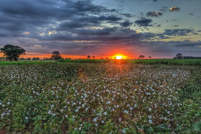 Grupos de Pesquisas agronômicas ofertam várias oportunidades