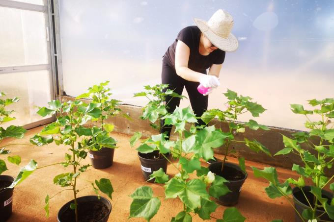 Produto criado na Unoeste está no mercado agrícola do país