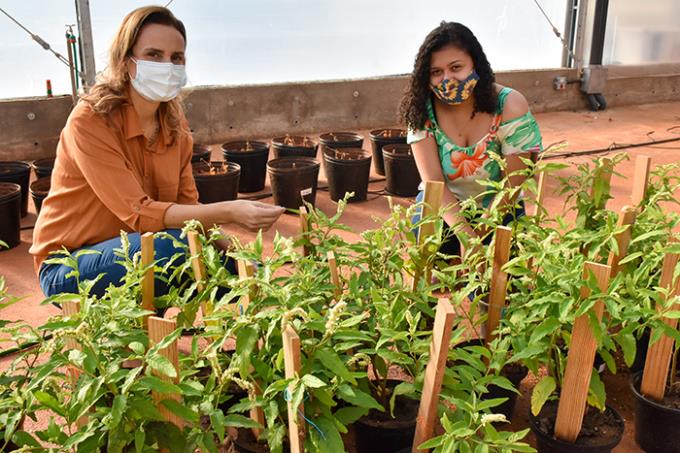 Pesquisa com planta medicinal obtém bolsa auxílio da Fapesp