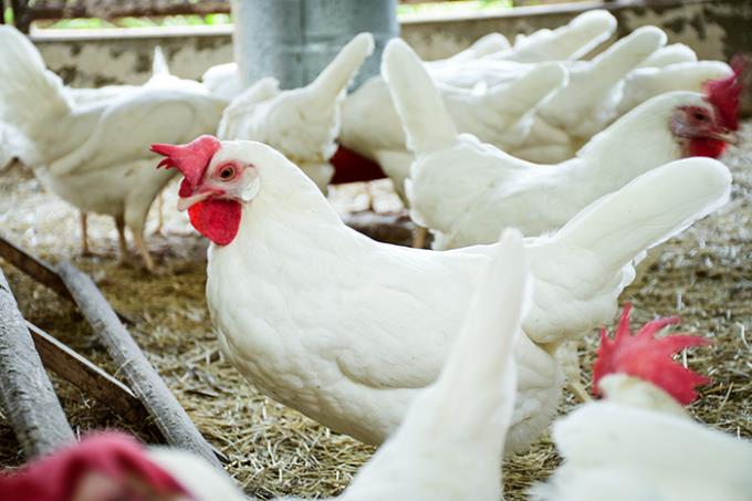 Cage-free: galinhas livres de gaiolas botam até 10% a mais 