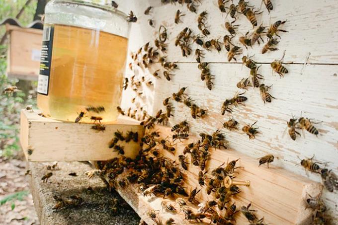 Projeto inédito na região visa a produção de abelhas rainhas