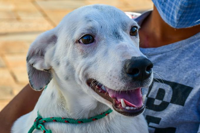 Feira de Adoção estimula a posse responsável de cães e gatos