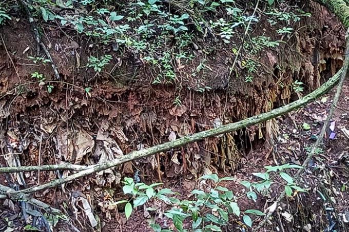 Pós promove observações em áreas recuperadas da degradação