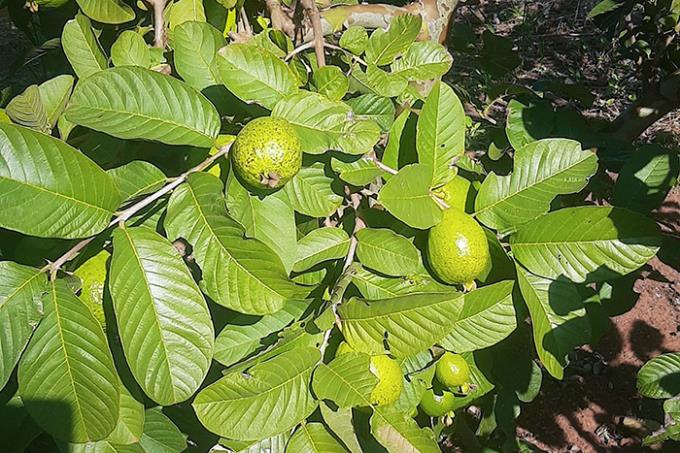 Agronomia atende demanda de produtores de goiaba em Taciba