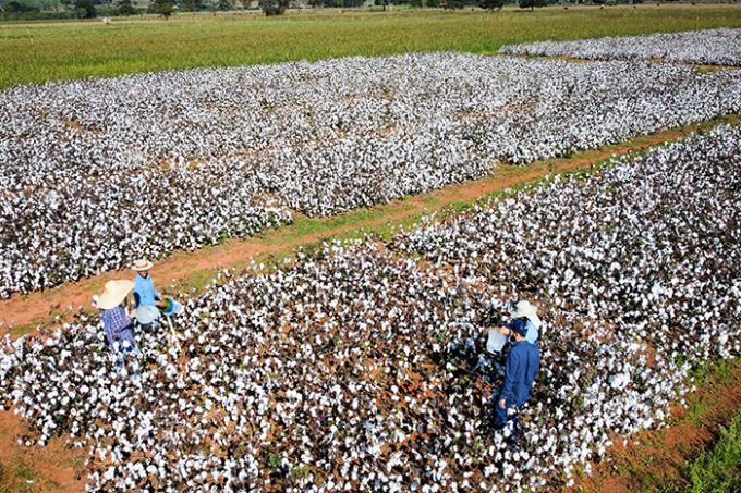 Produtores paulistas querem dobrar área plantada de algodão