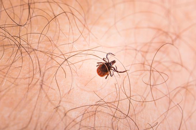 Estudo mostra a presença de febre maculosa no oeste paulista
