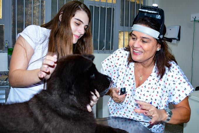 Pesquisa busca avanço para tratar úlceras de córneas em cães