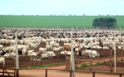 Visita a confinamento permite contato prático na Zootecnia