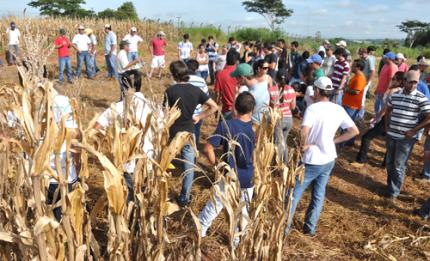 Agronomia desenvolve atividade em plantação de milho