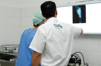 Hospital Veterinário realiza artroscopia em equinos