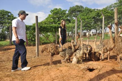 Alunos auxiliam no desenvolvimento de avestruzes