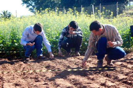 Experimento busca definir melhor época do plantio da canola