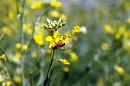 Experimento busca definir melhor época do plantio da canola
