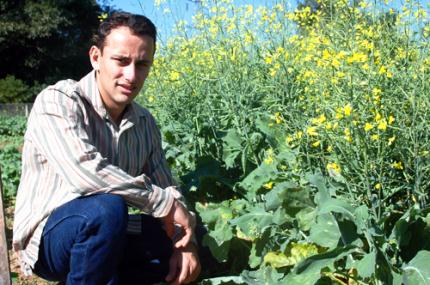 Experimento busca definir melhor época do plantio da canola