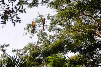 Estudo constata campus II da Unoeste como berçário de aves