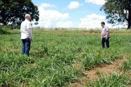 Fapesp libera aporte à pesquisa sobre mutação de brachiaria