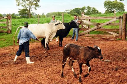 Produção de leite com bem-estar bovino é modelo rentável