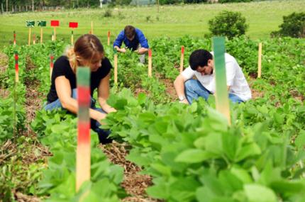 Agronomia integra projeto inédito de cultivares de soja