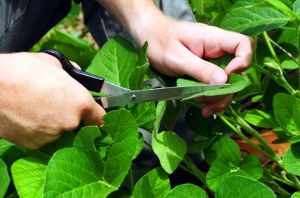Agronomia integra projeto inédito de cultivares de soja